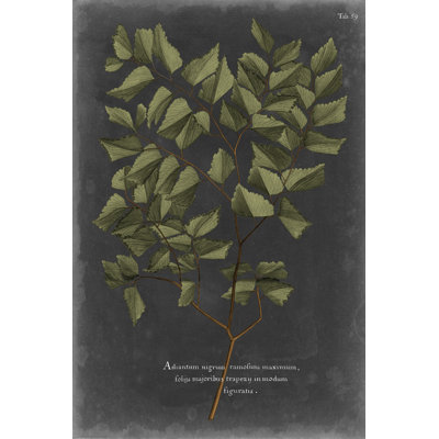 Foliage Dramatique V by Vision Studio - Wrapped Canvas Print