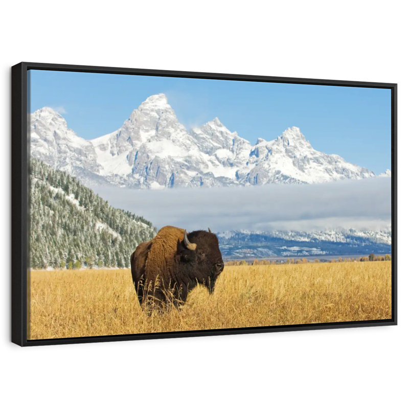 Grand Teton Bison Bull, 25 po x 17 po, Cadre flottant noir