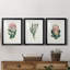 Protea N13 - Ensemble de 3 reproductions d'art-610855366-610855370