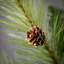 70'' in. Faux Pine Garland