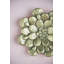 Plaque murale succulente
