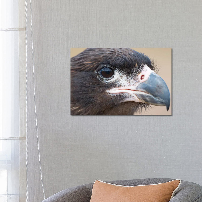 Juvenile with Typical Pale Skin in Face. Striated Caracara Or Johnny Rook, Protected, Endemic to the Falkland Islands. 1 Piece Wrapped Canvas Wall Art