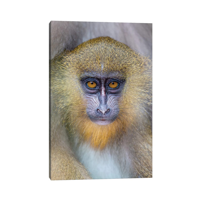 Mandrill Young 1 Piece Wrapped Canvas Wall Art, 20.32 cm H x 30.48 cm W