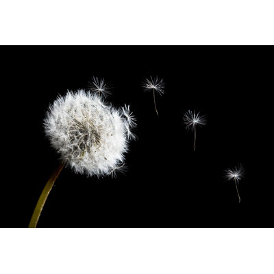 Chestine " Dandelion " by Sensay