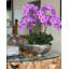 Orchid Floral Arrangement in Planter-219825536