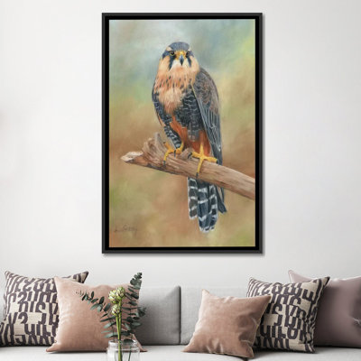 " Aplomado Falcon " by David Stribbling