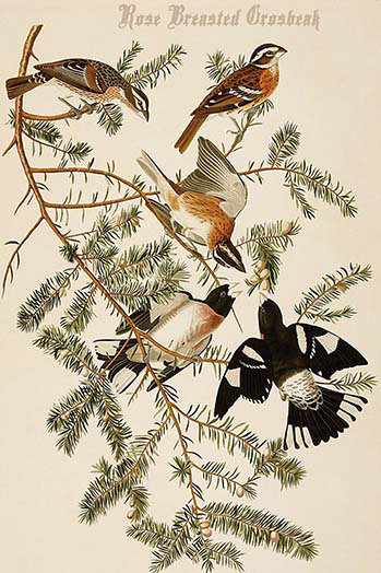 Impression d’art graphique « rose » grosbec par john audubon, H 36 po x l 24 po x P 1,5 po