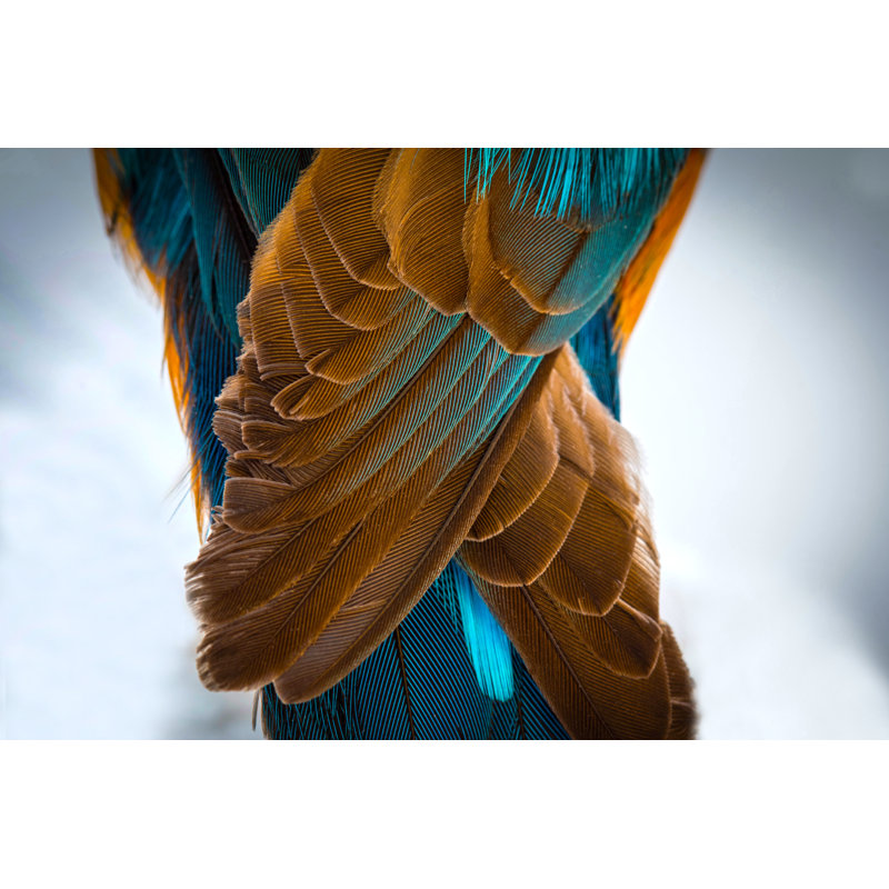 Kingfisher Wing - Wrapped Canvas Print, 30cm H x 46cm W x 3.8cm D
