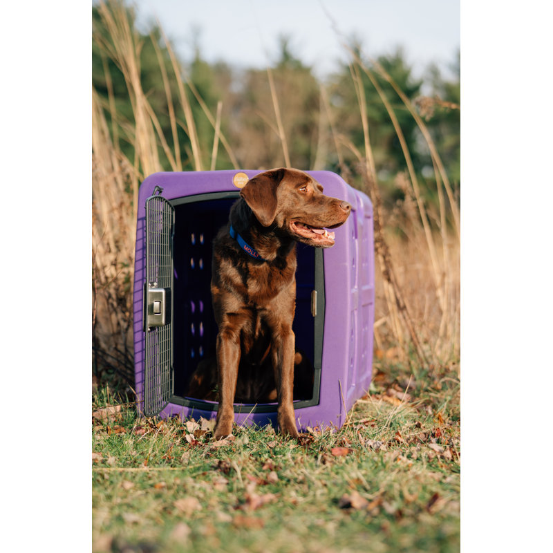Cage de transport pour animaux, Mauve