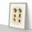 Bass Fishing Flies Versions 8 by Mary Orvis Marbury - Framed Print-55683759-55683761