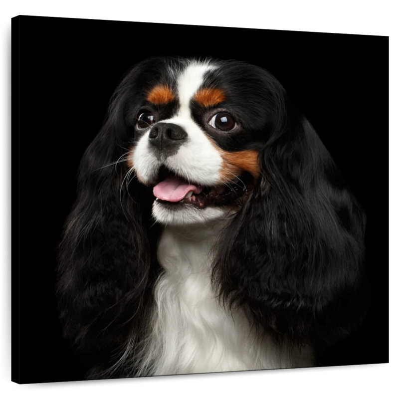 Crowle King Charles Spaniel Pup, H 20 po x l 20 po