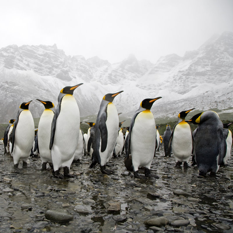 King penguins, 122cm H x 122cm W