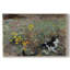 Cat in a Summer Meadow-Bruno Liljefors-Gallery Wrapped Canvas-1887-235082484