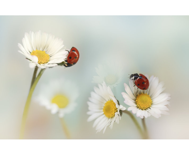 Wrapped Canvas Print, 50.8 cm H x 76.2 cm W