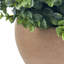 Faux bol eucalyptus en céramique terre cuite