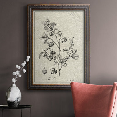 " Antique Black & White Botanical IV "