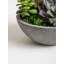 29cm Faux Succulent Plant in Stone Planter
