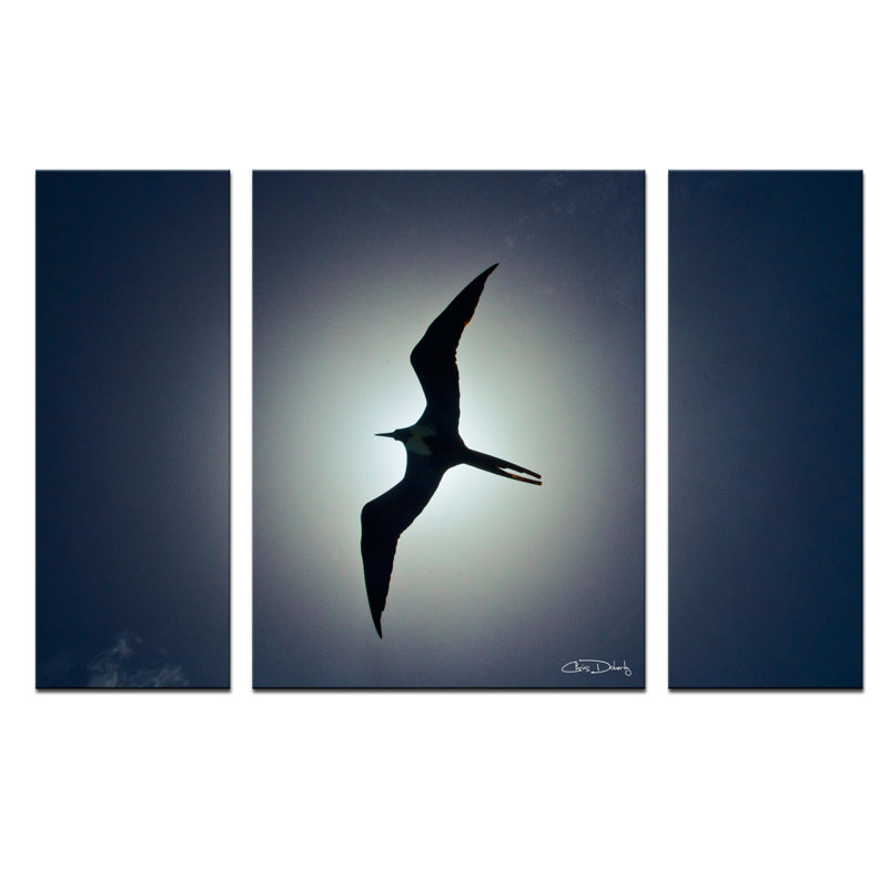 « frigatebird », ensemble de 3 reproductions de photos sur toiles tendues