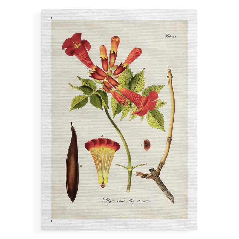 Fleurs tropicales de trompette I - impression sur toile seulement - NON CADRE, H 60 po x l 40 po