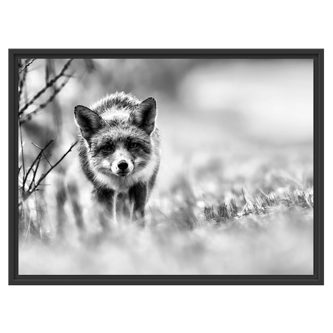 Gerahmtes Wandbild Schleichender fuchs