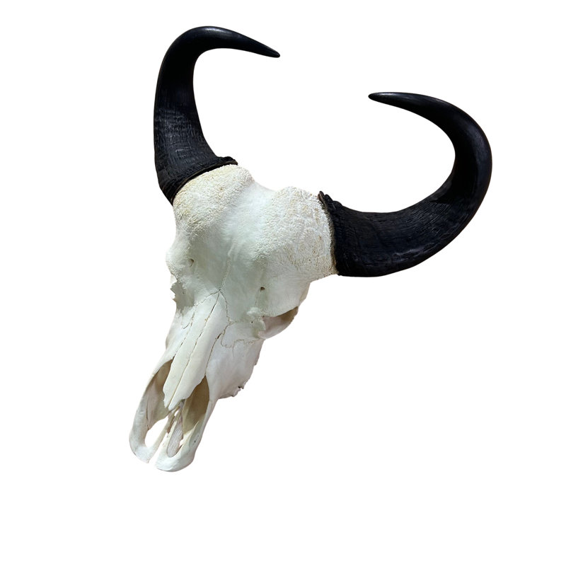 Real Female Cape buffalo Skull
