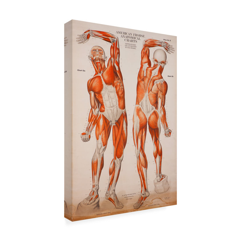 «American Frohse Anatomical Wallcharts Plate 2 On Canvas» par Print Collection, reproduction, H 32 po x l 22 po x P 2 po