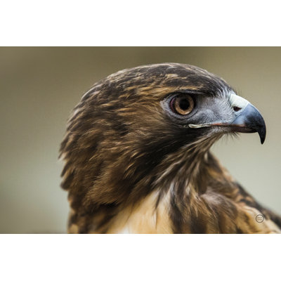 " Red Tailed Hawk Profile " by Nathan Larson