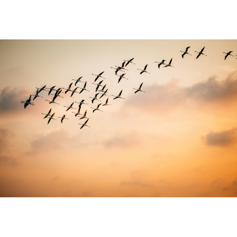 Flamingos by SimonSkafar - No Frame Art Prints on Canvas, 61cm H x 91cm W