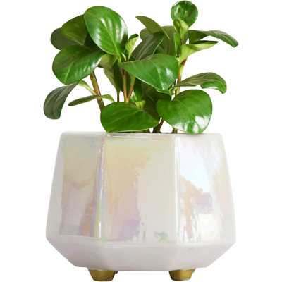 Pot à fleurs en céramique 6 "avec drainage