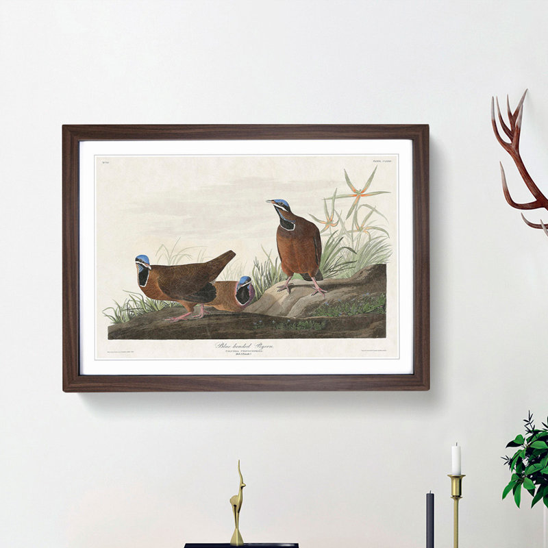 Blue Headed Pigeons by John Audubon - Picture Frame Painting Print, 27cm H x 36cm W x 2cm D, Walnut Framed