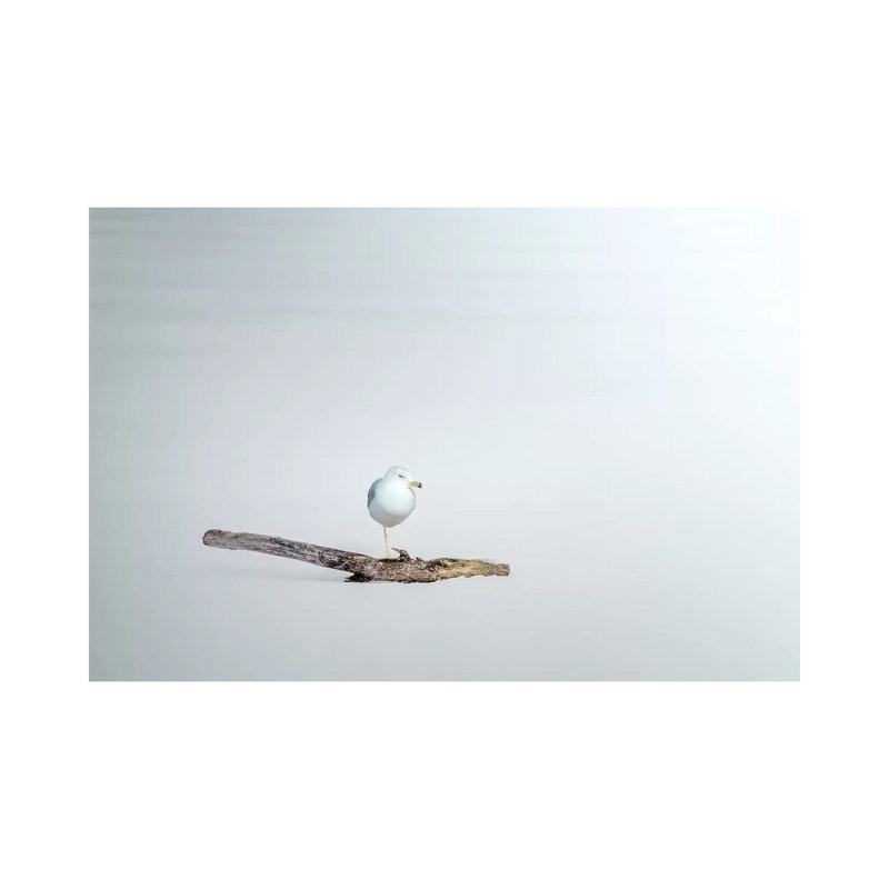 Seagull Sitting On A Log by Nik Rave - Wrapped Canvas Print, 20.32 cm H x 30.48 cm W