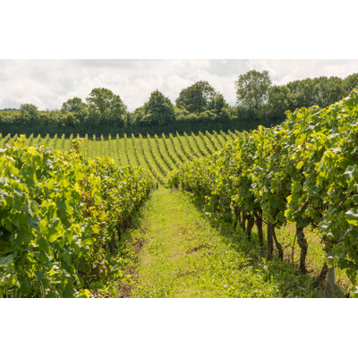 Vineyard At Dorking by Nickos - Wrapped Canvas Print