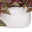 Tradescantia Zebrina Arranged In Ceramic Vase-1331091545-1281163198