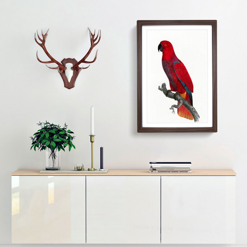 An Eclectus Parrot by F. Levaillant - Single Picture Frame Painting, 45cm H x 33cm W x 2cm D, Walnut Framed