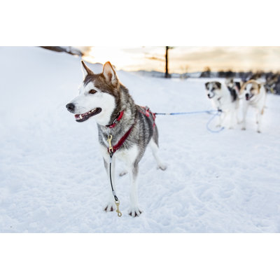 Husky Dog par Kjekol - Photographie sur toile tendue
