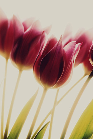Wrapped Canvas Print, 81.28 cm H x 121.92 cm W