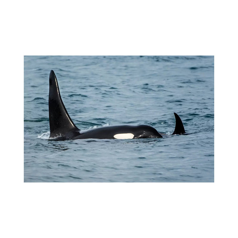 Killer Whale Or Orca Pod (Orcinus Orca), Resurrection Bay, Kenai Fjords National Park, Alaska, USA. by Michael DeFreitas - Wrapped Canvas Gallery-Wrapped Canvas Giclée