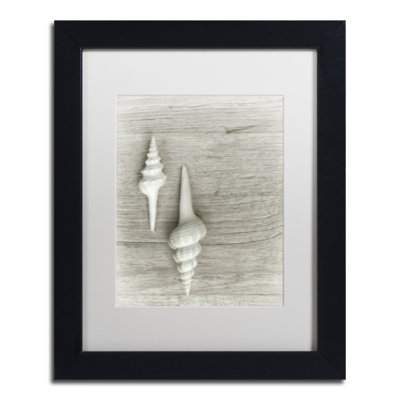 " Two White Shells " by Cora Niele