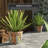 Dianelis Handmade Ceramic Pot Planter