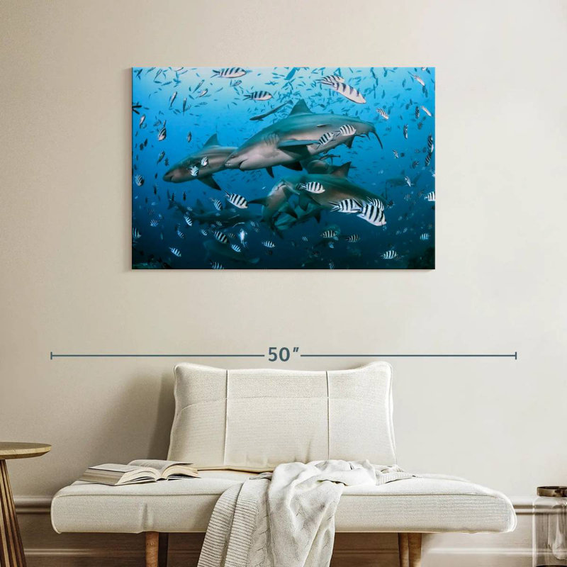 Aletra Beqa Lagoon Sharks, H 26 po x l 39 po