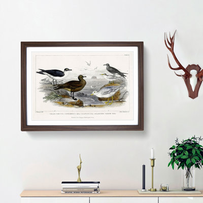 Gulls and Tern Birds by Oliver Goldsmith - Picture Frame Painting Print