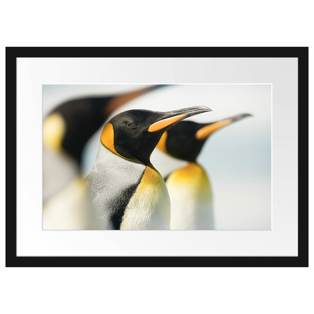 Gerahmtes Poster Pinguine