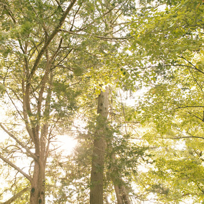 Paz IV Print by Karyn Millet