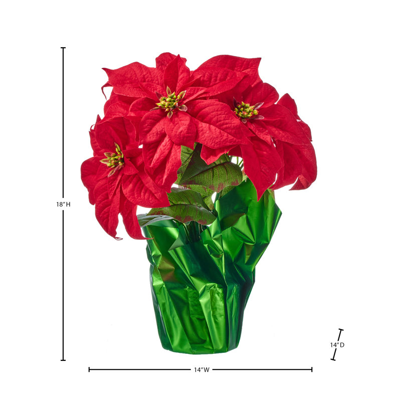 18 po poinsettia imperméable en pot 