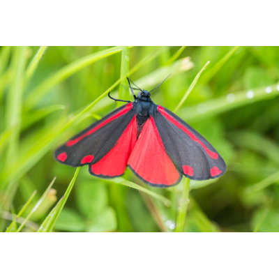 Aldrige Black Cinnabar - Wrapped Canvas Print