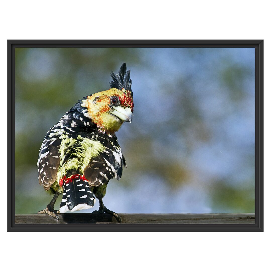 Gerahmtes Wandbild schöner Hauben-Bartvogel