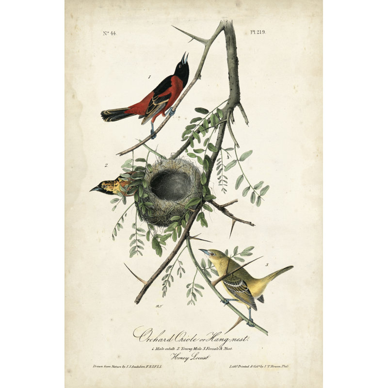 Orchard Orioles by John Audubon - Painting, 30 cm H x 20 cm W, Wrapped Canvas