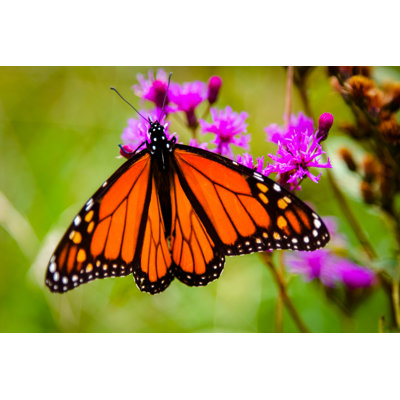 «Youngtown Monarch Butterfly» par Jack R Perry - photographie sur toile tendue
