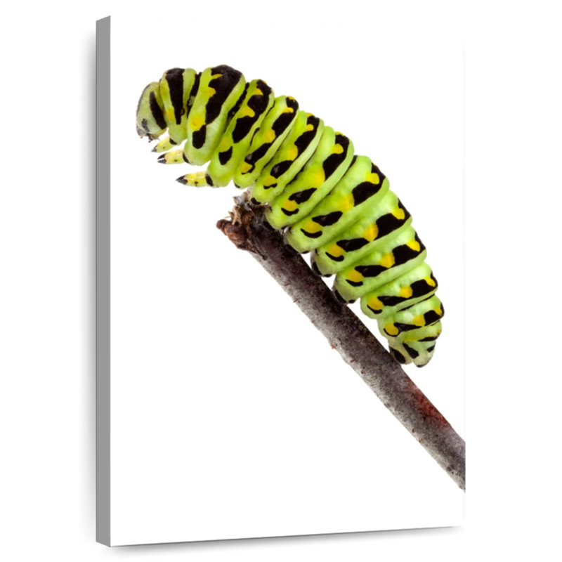 Chenille verte, H 30 po x l 20 po