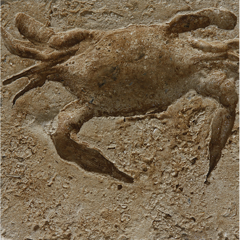 6" x 6" SeaStone Cement Crab Fossil Impression Square Edge Medallion Tile in Buff